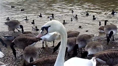  Geese – The Winged Wonders That Carry a Message Beyond Mortal Boundaries!