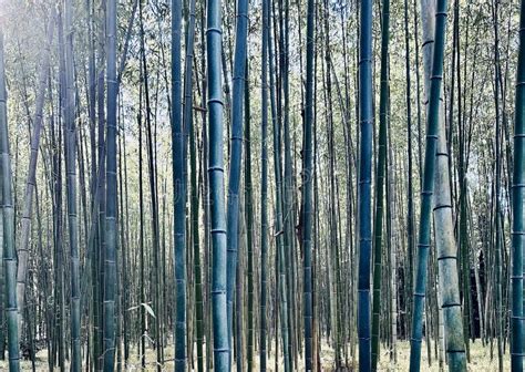  Journeying Through Bamboo: A Folktale of Resilience and Transformation from 9th Century Japan!