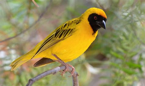  The Weaver Bird 그리고 그 섬세한 생명의 춤을 보여주는 우주의 신비!