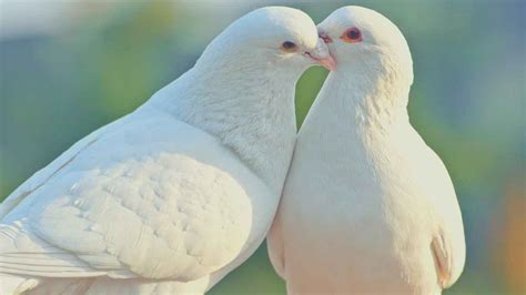  두 마리의 비둘기 이야기: 사랑과 희생을 그린 고대 파키스탄의 속삭임!